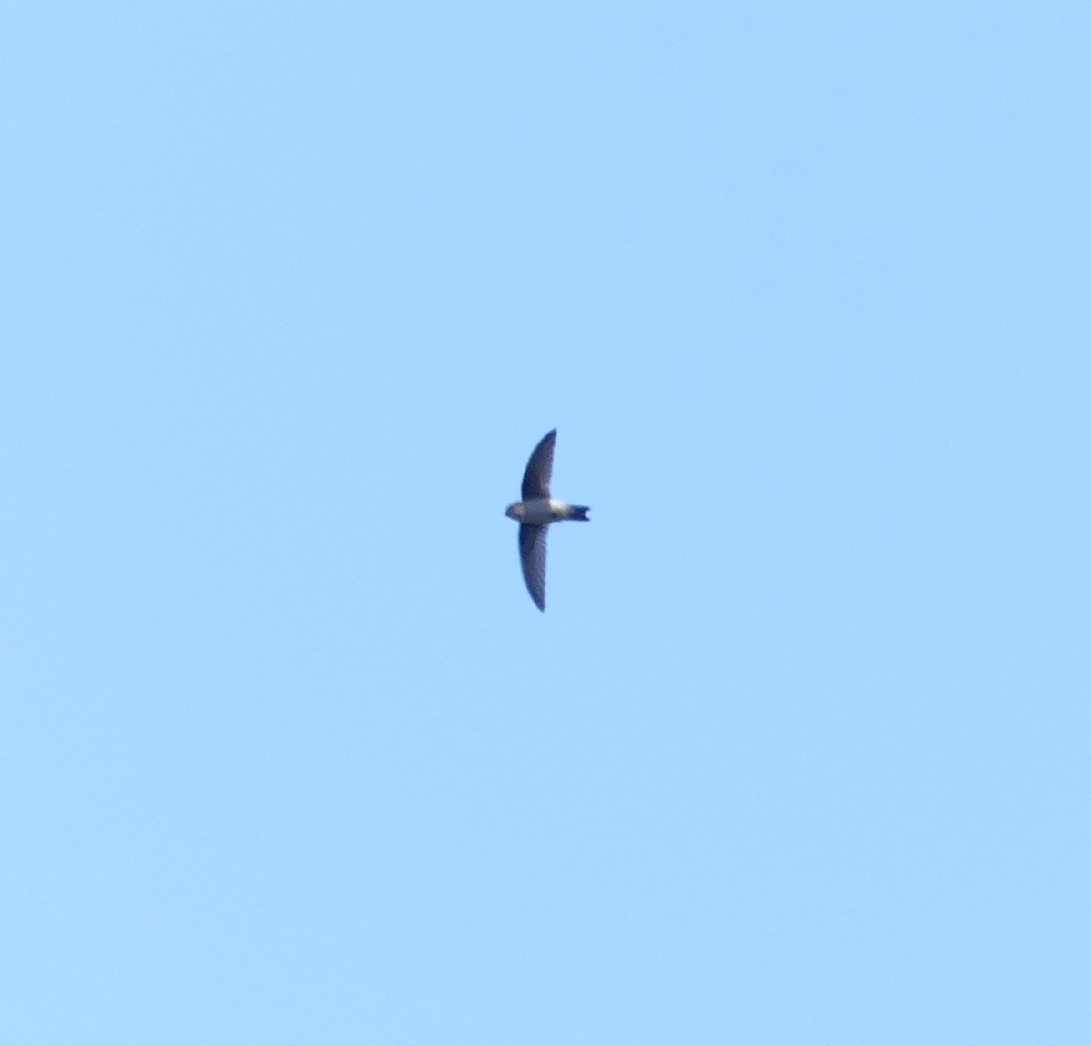 Himalayan Swiftlet - Leslie Hurteau