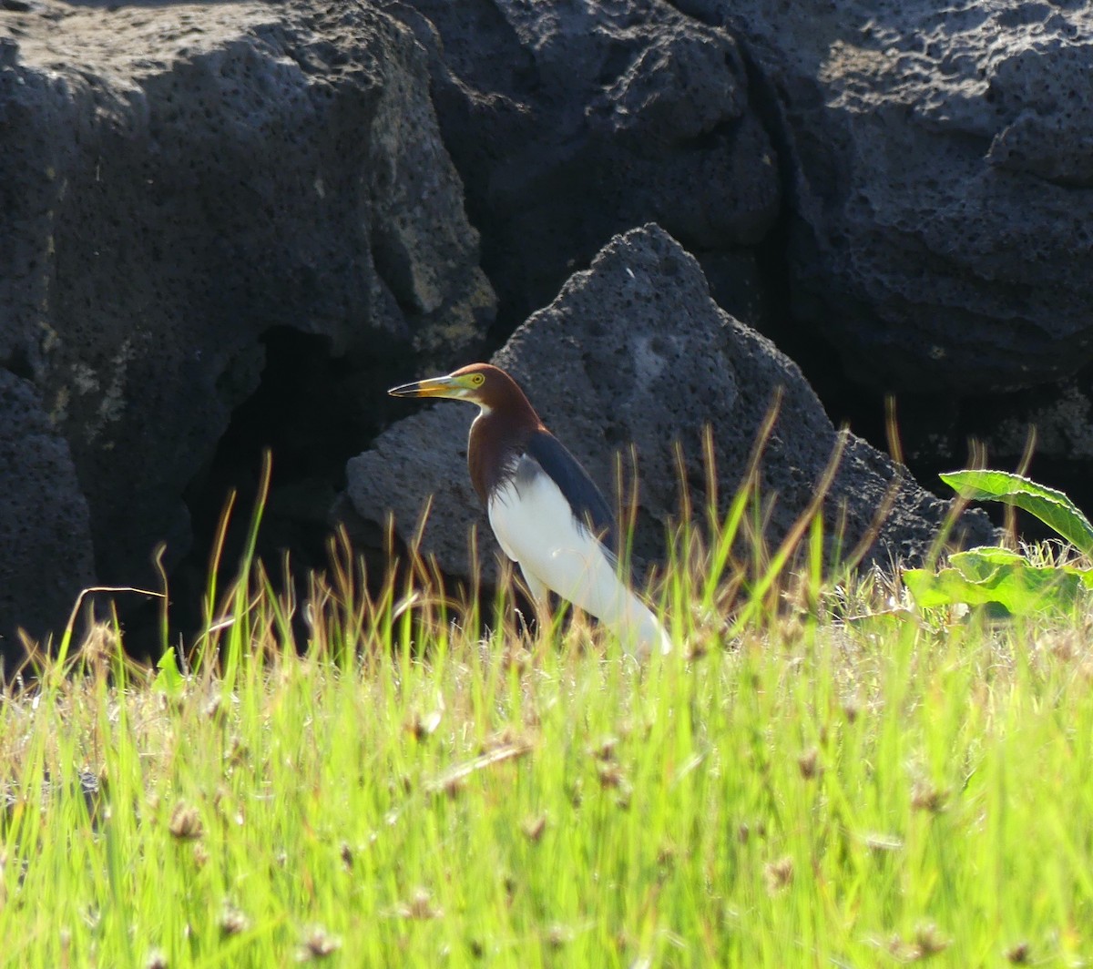 Chinese Pond-Heron - Leslie Hurteau