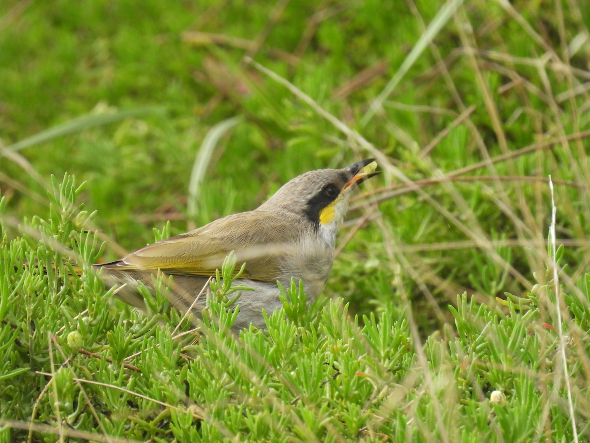 Singing Honeyeater - Praveen Bennur