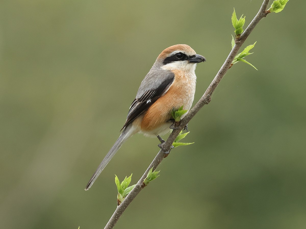 Bull-headed Shrike - Mark Newsome