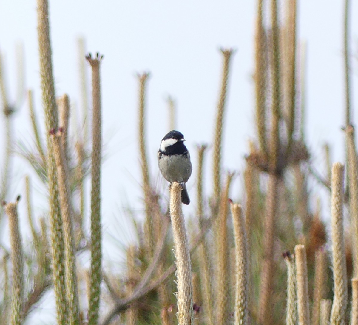 Coal Tit - Leslie Hurteau