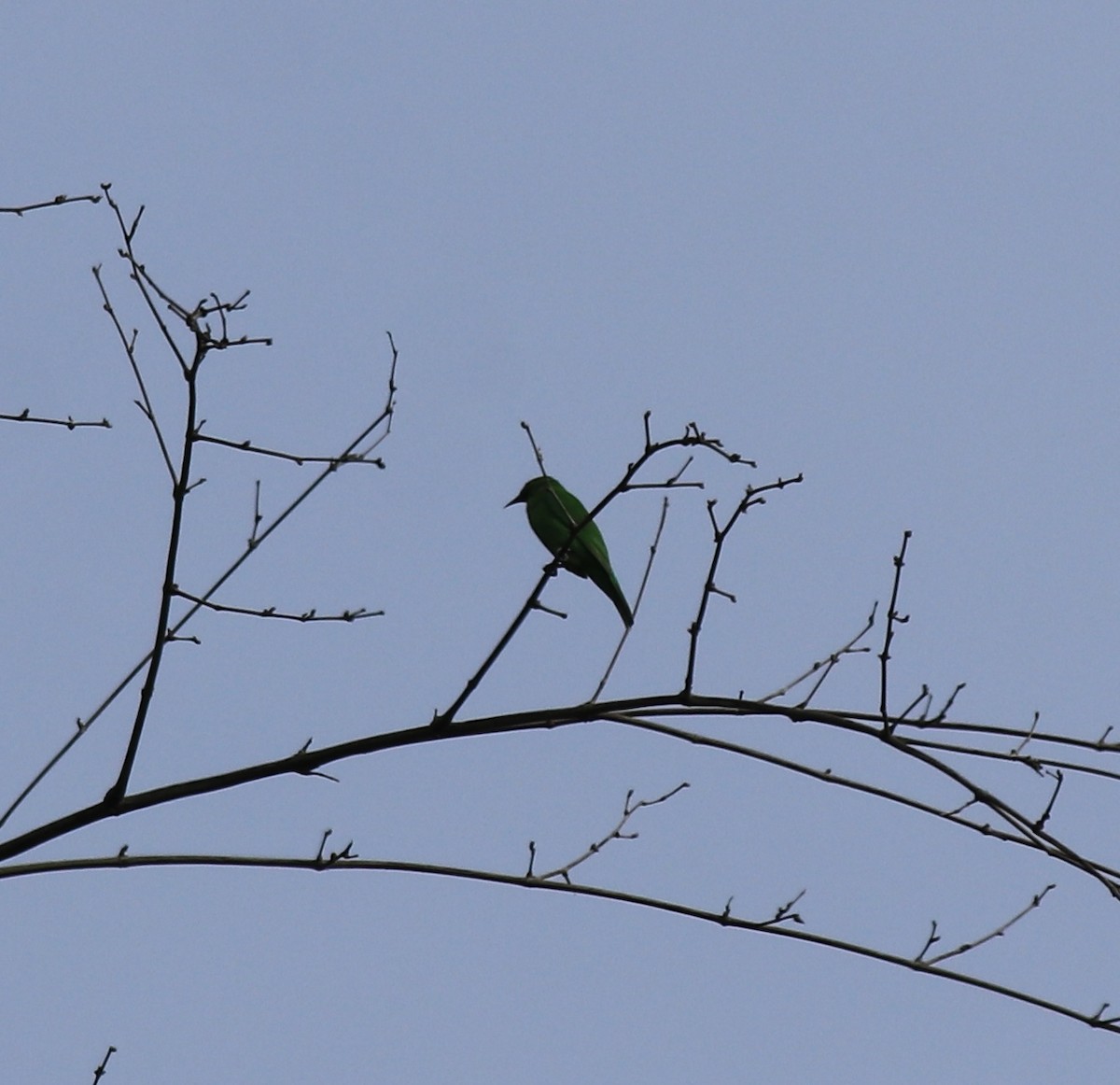 Golden-fronted Leafbird - Afsar Nayakkan