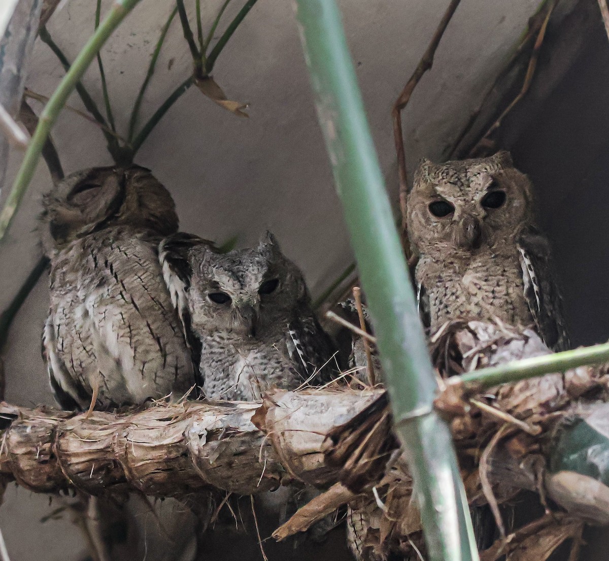 Indian Scops-Owl - Sanjay Gupta