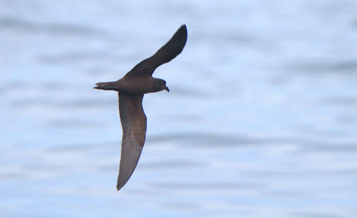 Black Storm-Petrel - Curtis Marantz