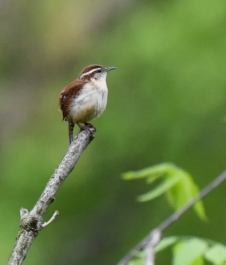 Carolina Wren - Kristen Cart