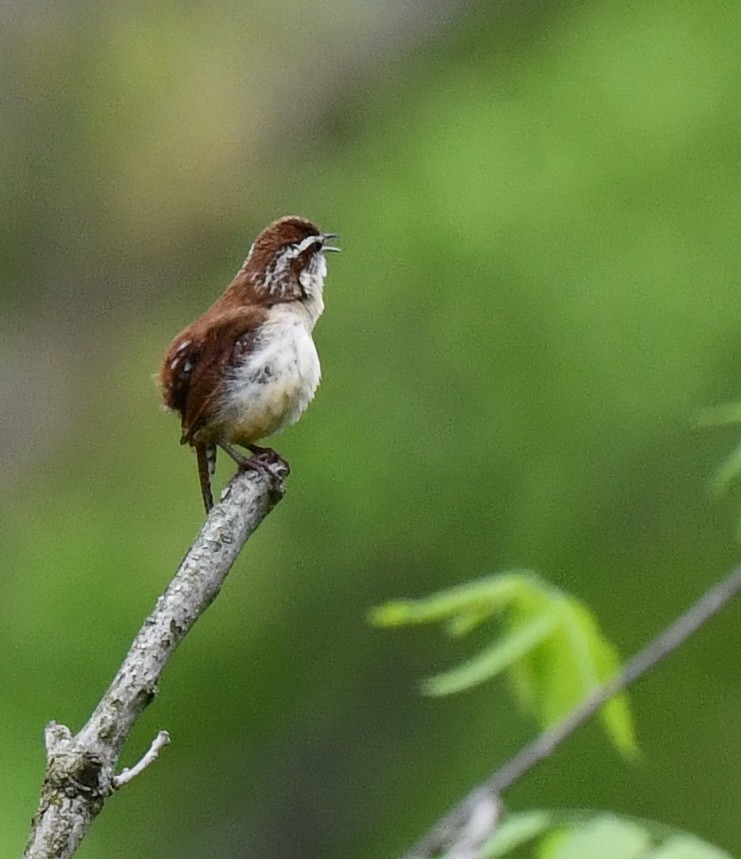 Carolina Wren - Kristen Cart