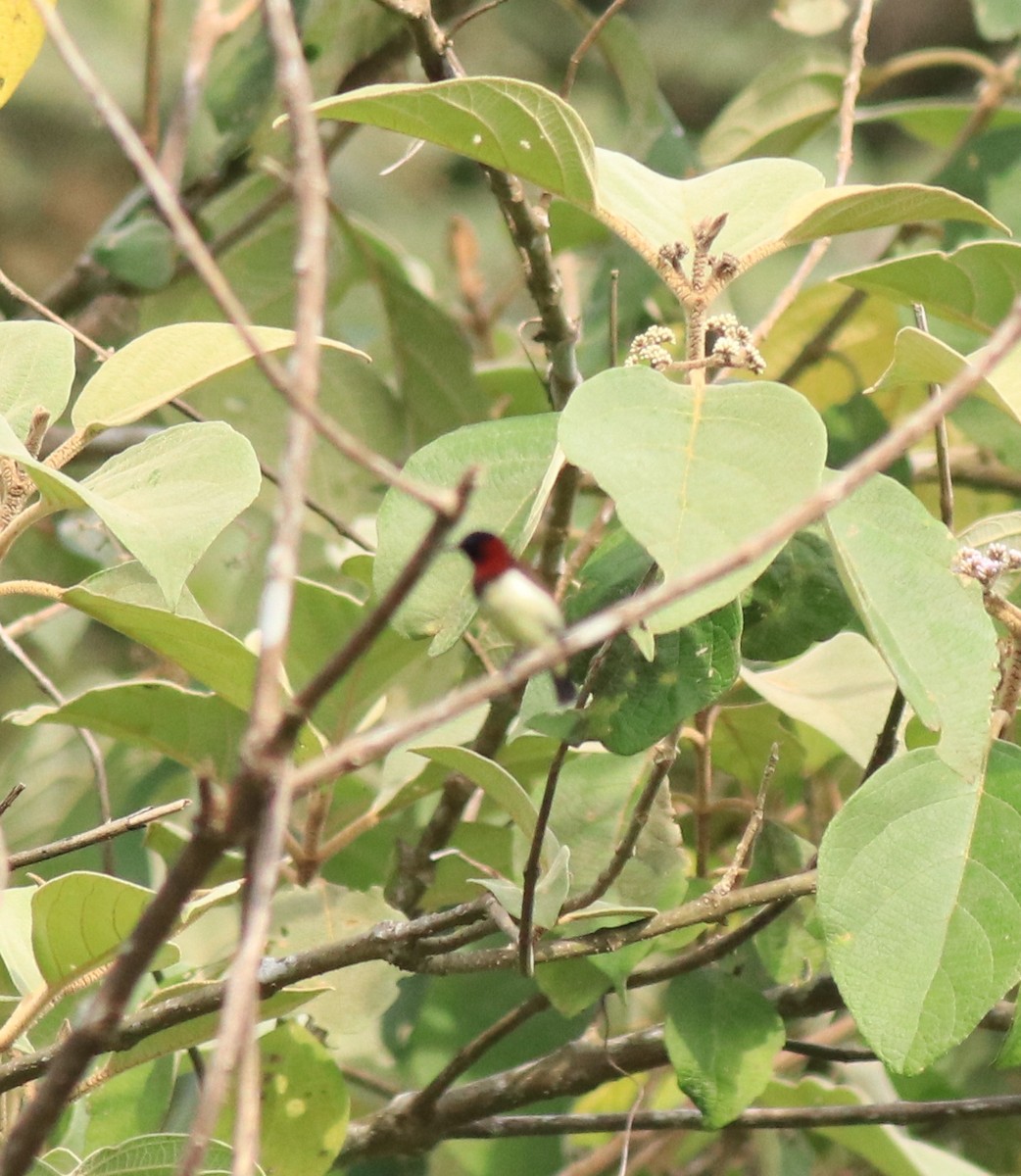 Crimson-backed Sunbird - Afsar Nayakkan