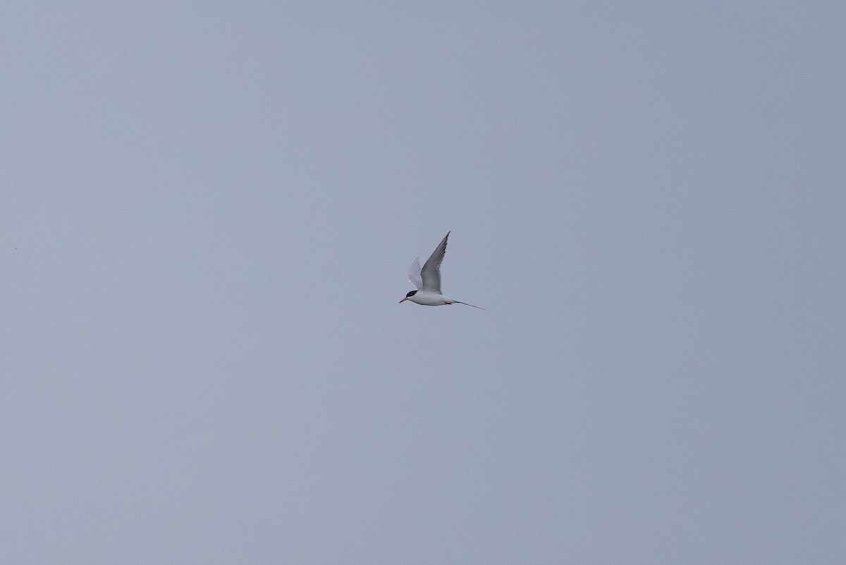 Forster's Tern - Adam Farid