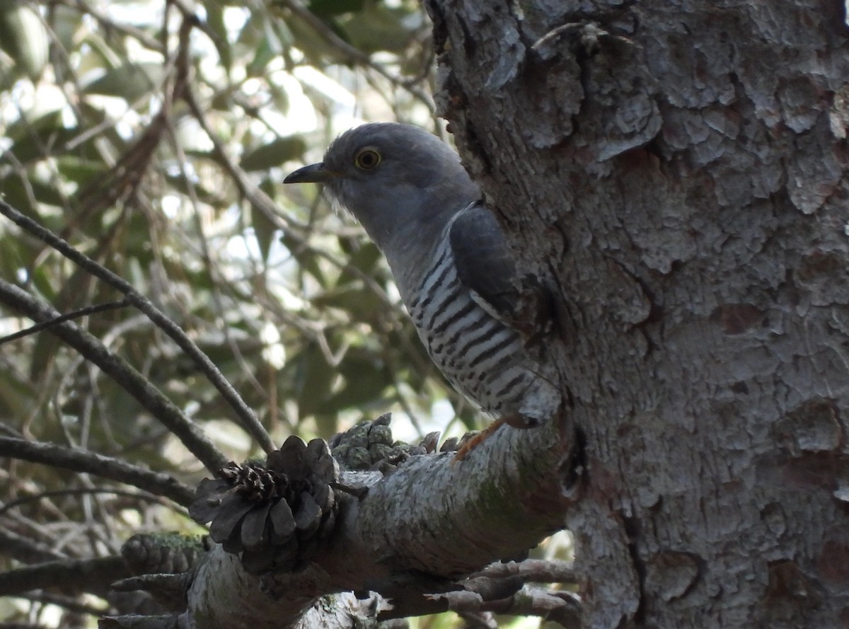 Common Cuckoo - ML618878330