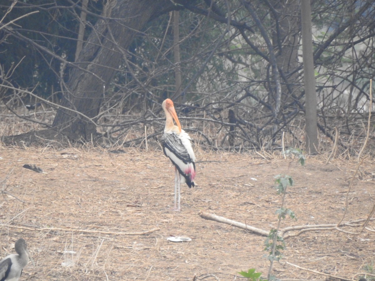 Painted Stork - YASH Srivastava