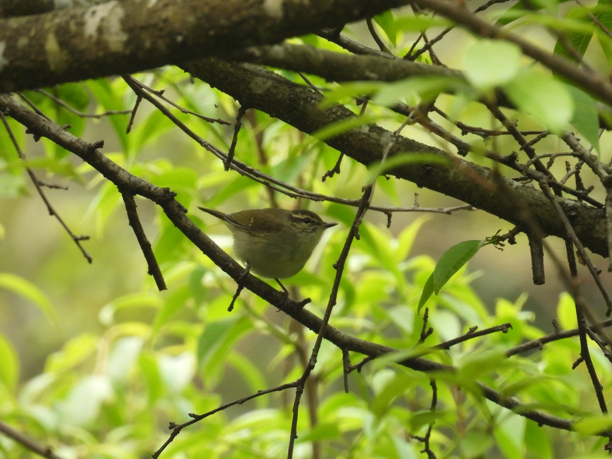 Large-billed Leaf Warbler - ML618878352