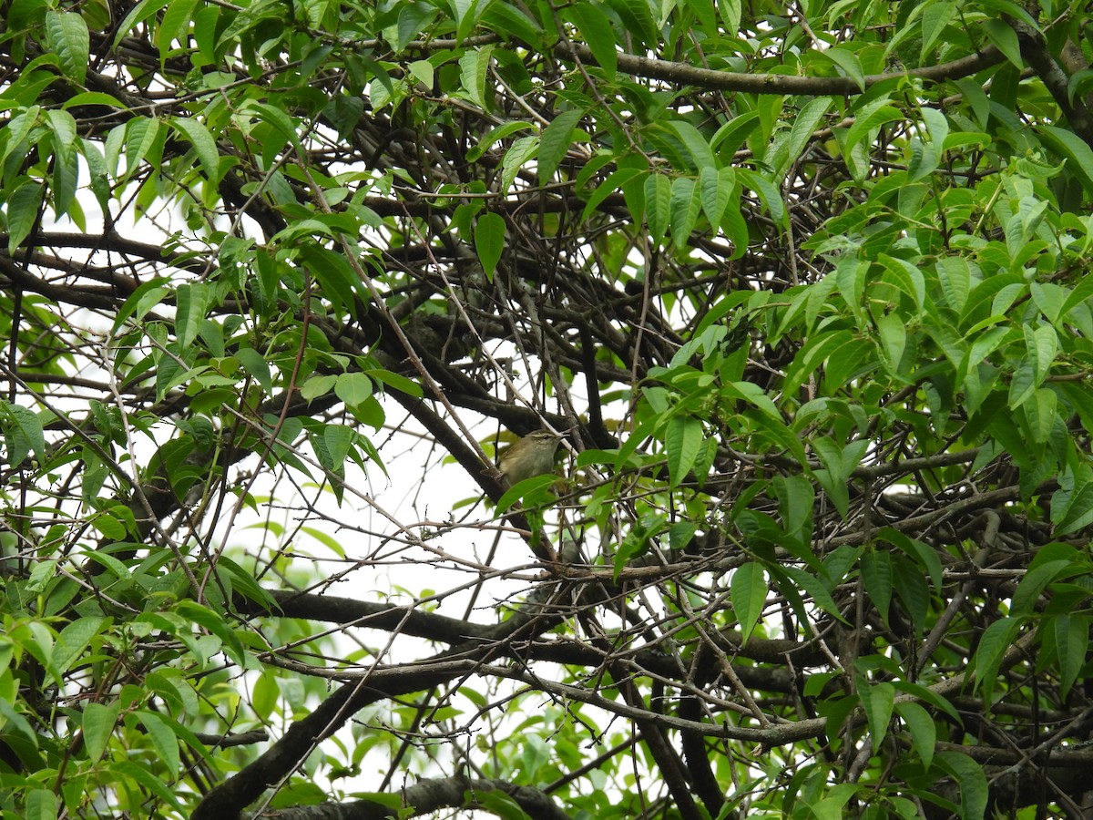 Large-billed Leaf Warbler - Aparajita Datta