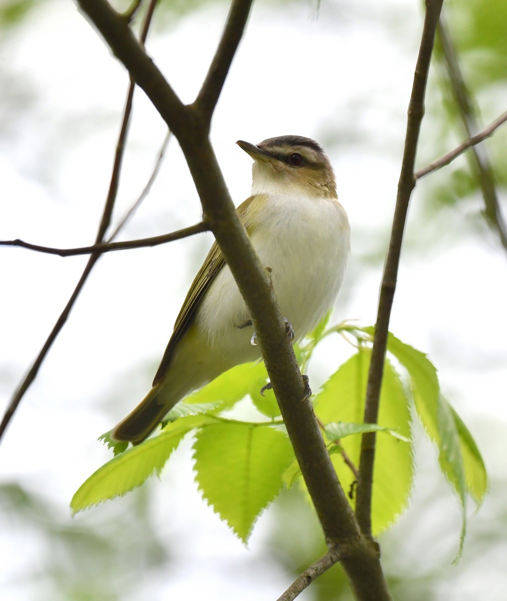 Red-eyed Vireo - Kristen Cart