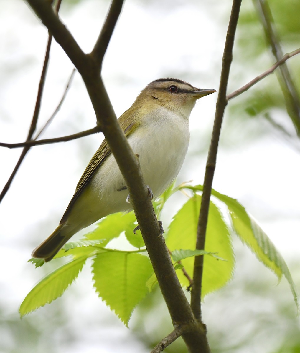 Red-eyed Vireo - Kristen Cart