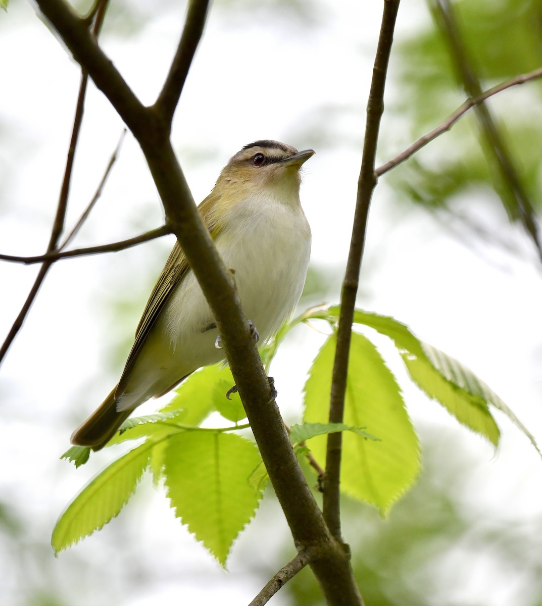 Red-eyed Vireo - Kristen Cart