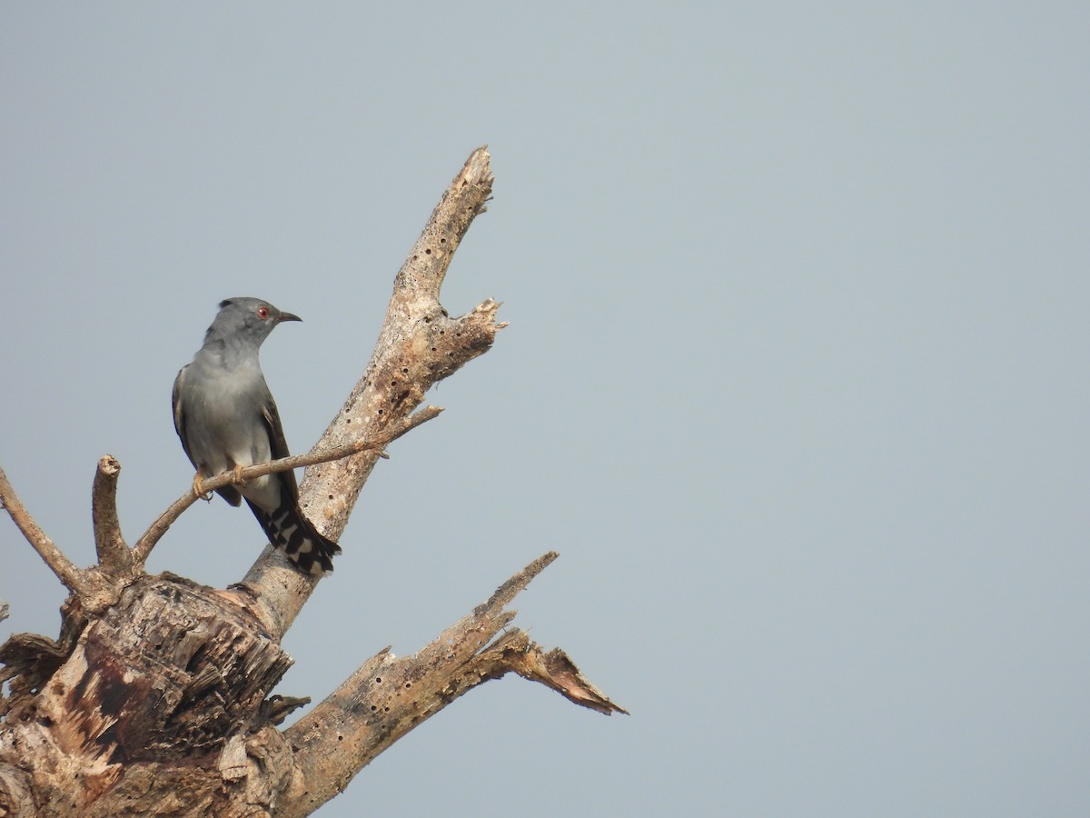 Gray-bellied Cuckoo - Santhi  K