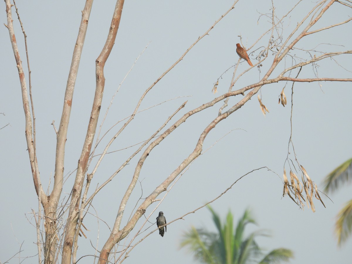 Gray-bellied Cuckoo - Santhi  K