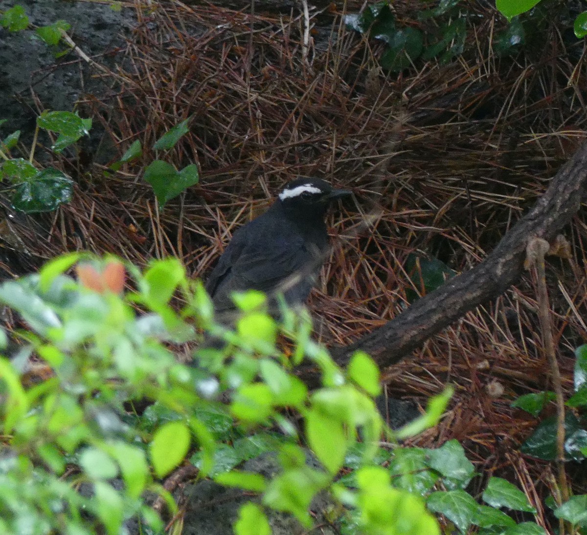 Siberian Thrush - Leslie Hurteau