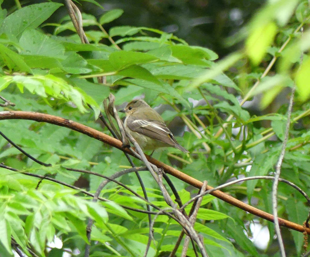 Yellow-rumped Flycatcher - Leslie Hurteau