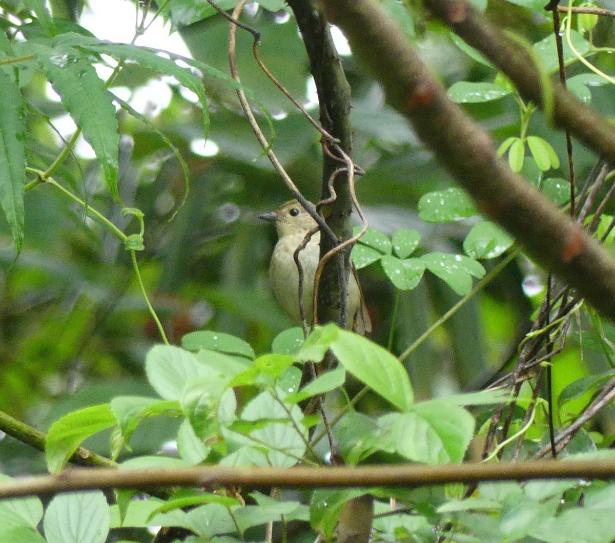 Yellow-rumped Flycatcher - Leslie Hurteau