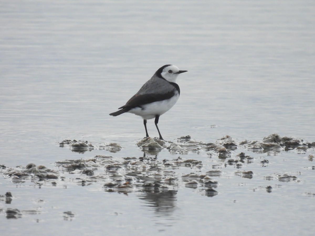 White-fronted Chat - ML618878415