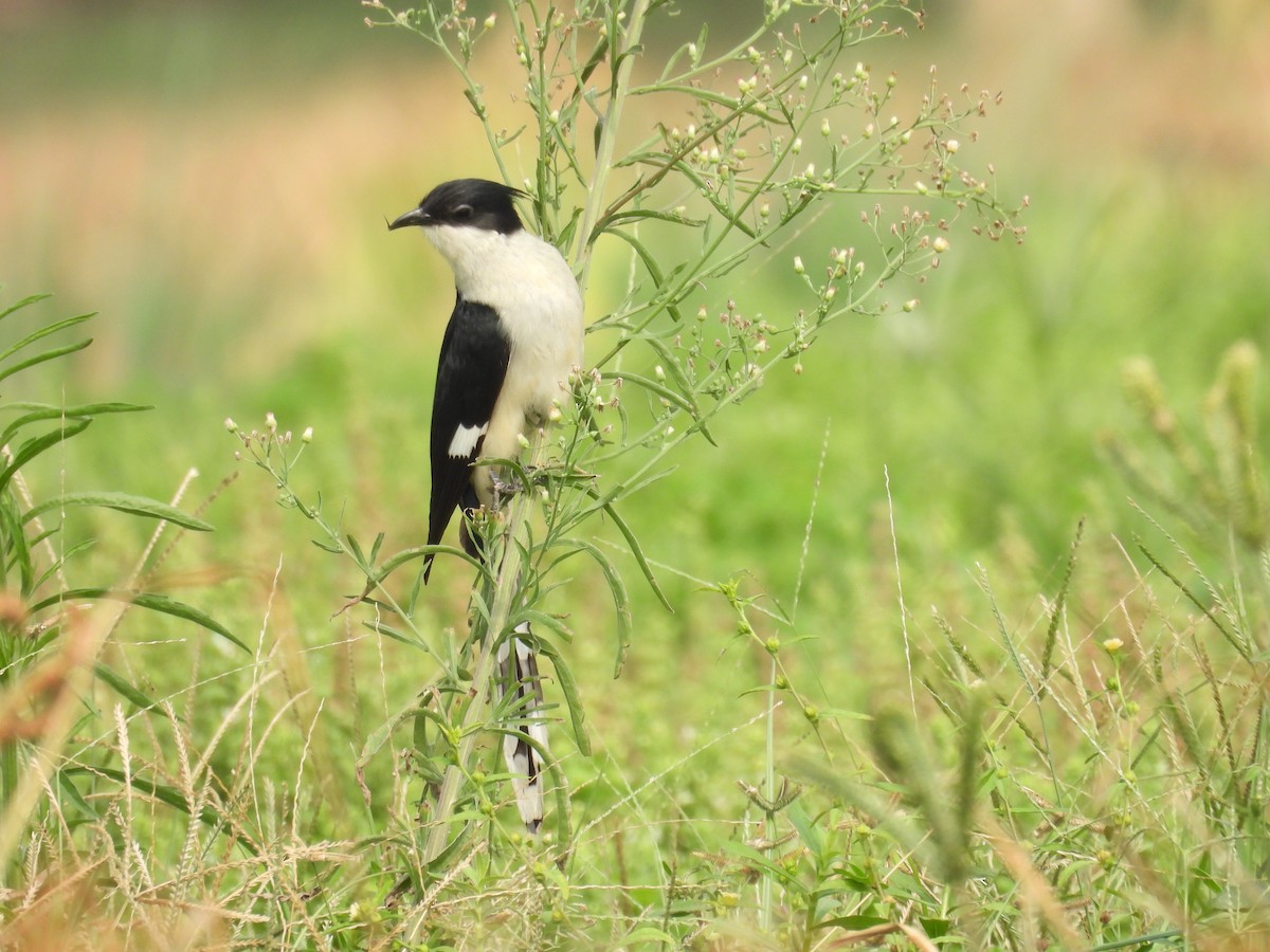 Pied Cuckoo - Santhi  K