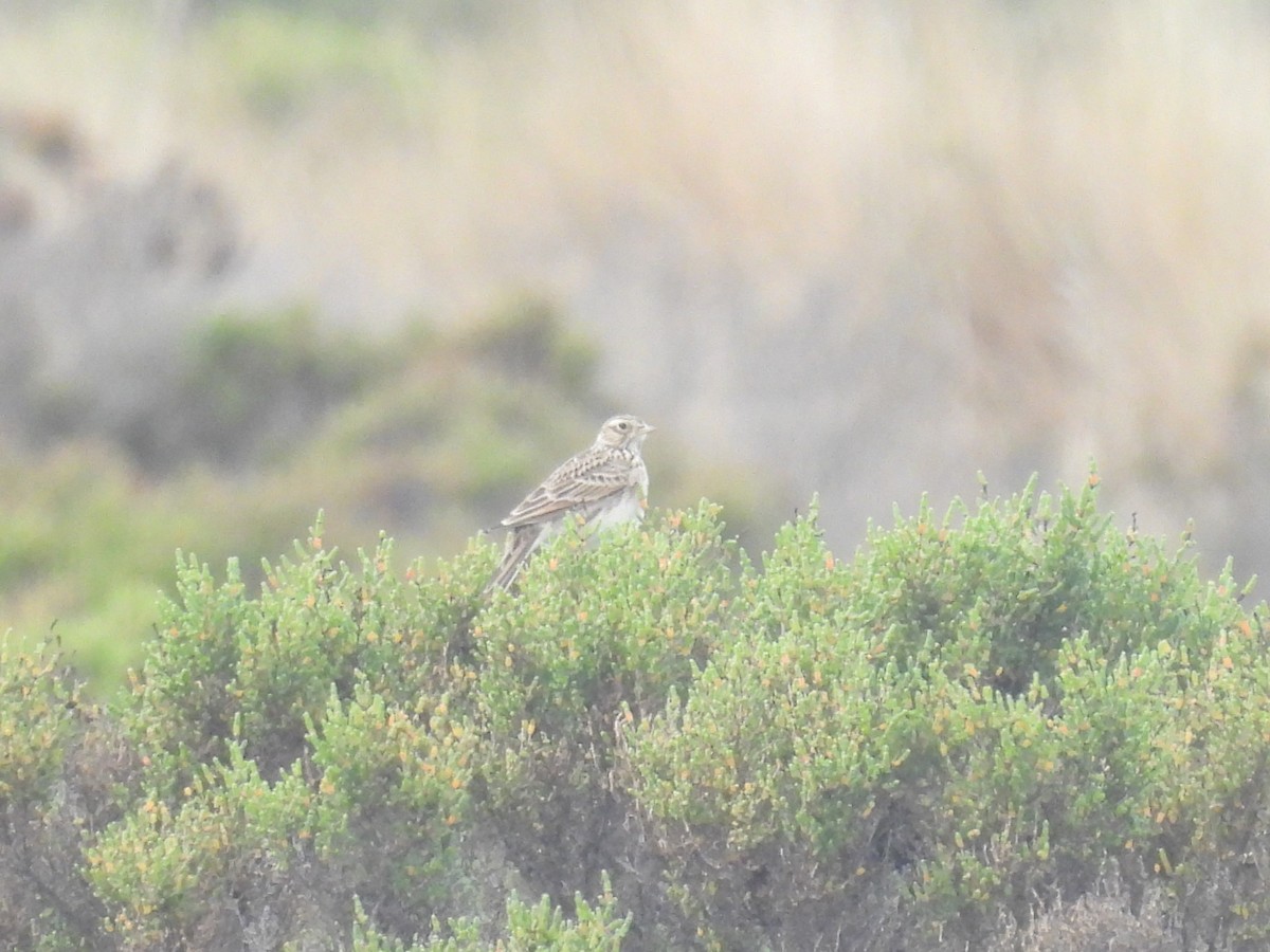 Eurasian Skylark - Praveen Bennur