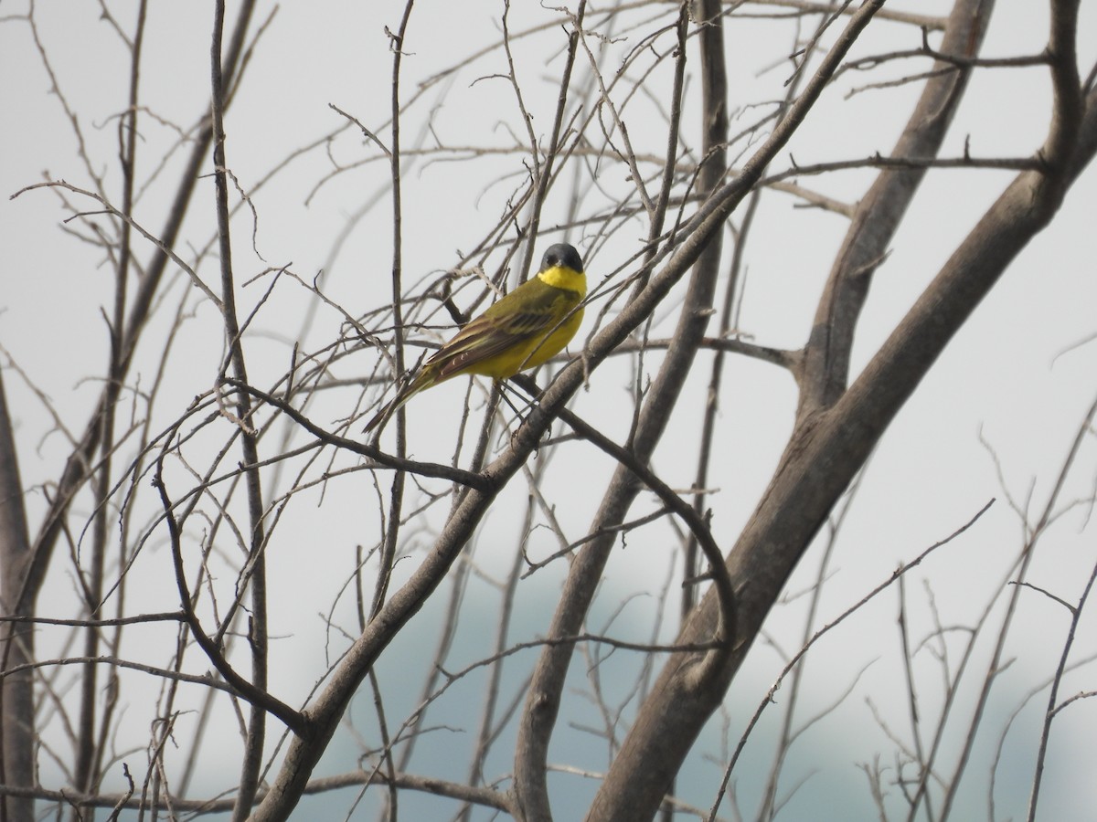 Western/Eastern Yellow Wagtail - ML618878439