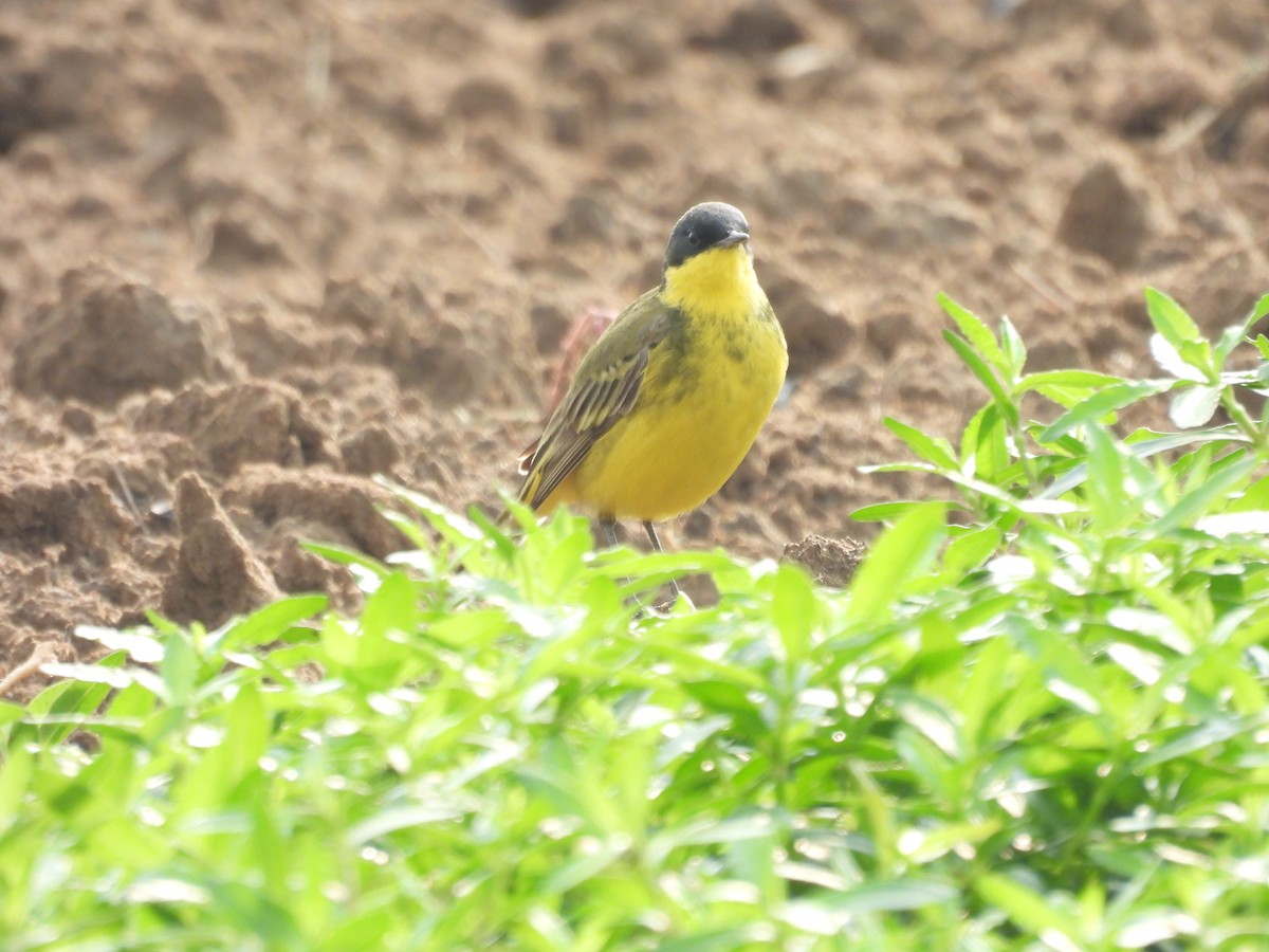 Western/Eastern Yellow Wagtail - ML618878440