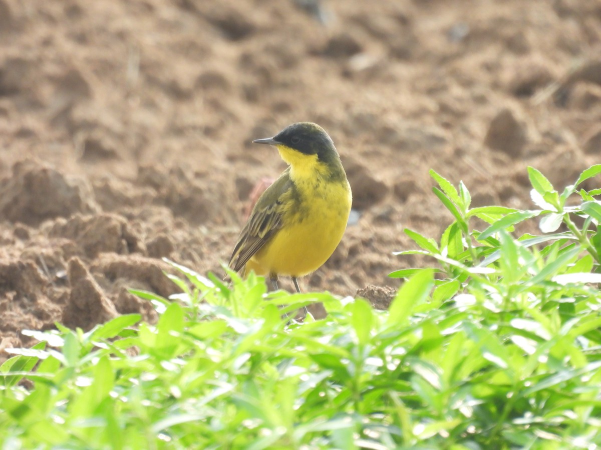 Western/Eastern Yellow Wagtail - ML618878443