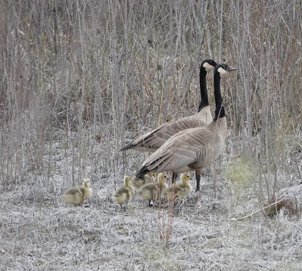 Canada Goose - Michael Leven