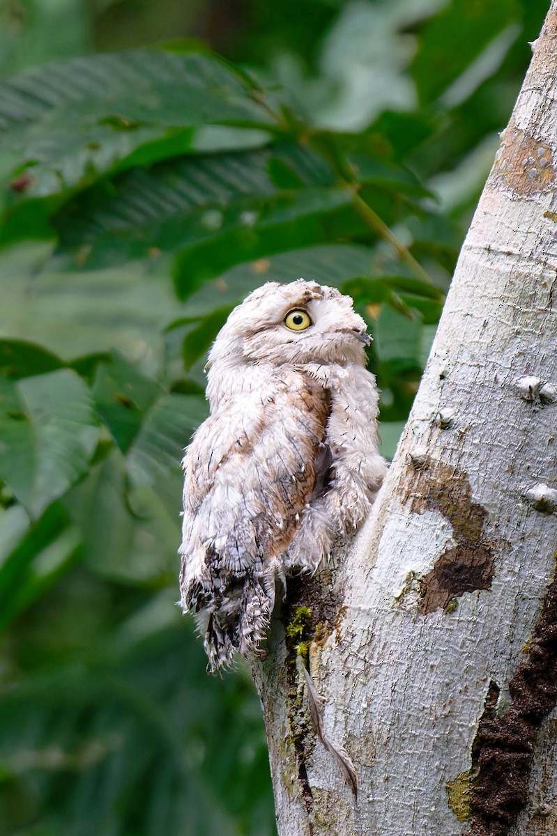 Common Potoo - Zbigniew Wnuk