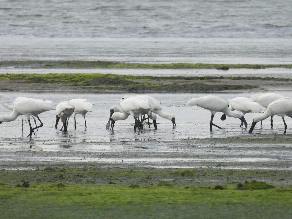 Royal Spoonbill - Praveen Bennur