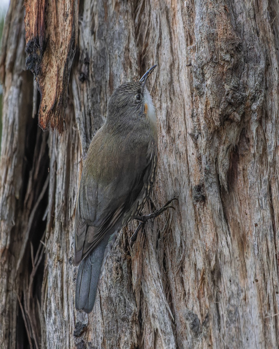 White-throated Treecreeper - Ben Johns