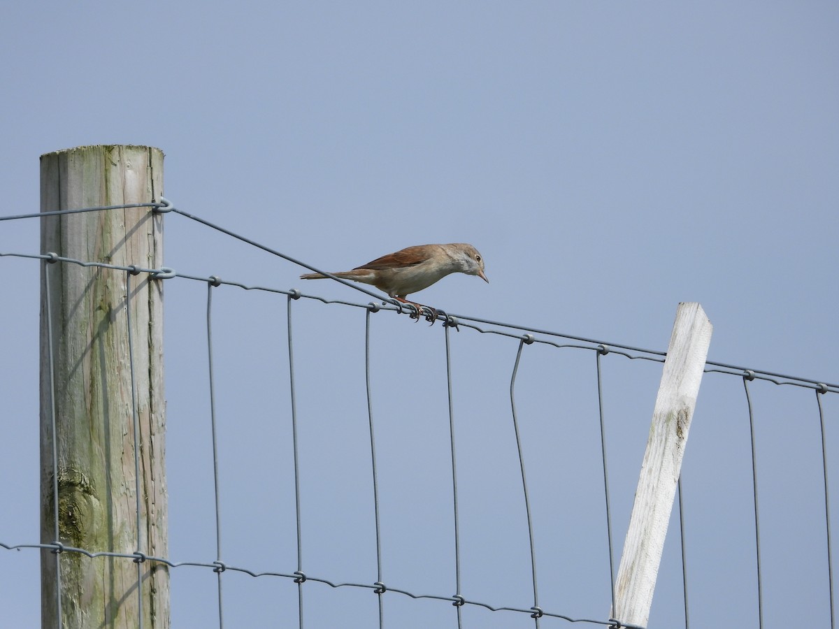 Greater Whitethroat - ML618878485