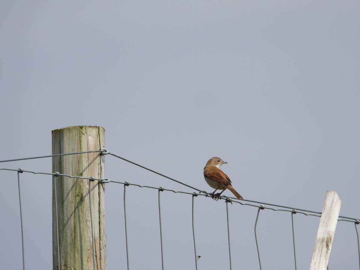 Greater Whitethroat - ML618878487