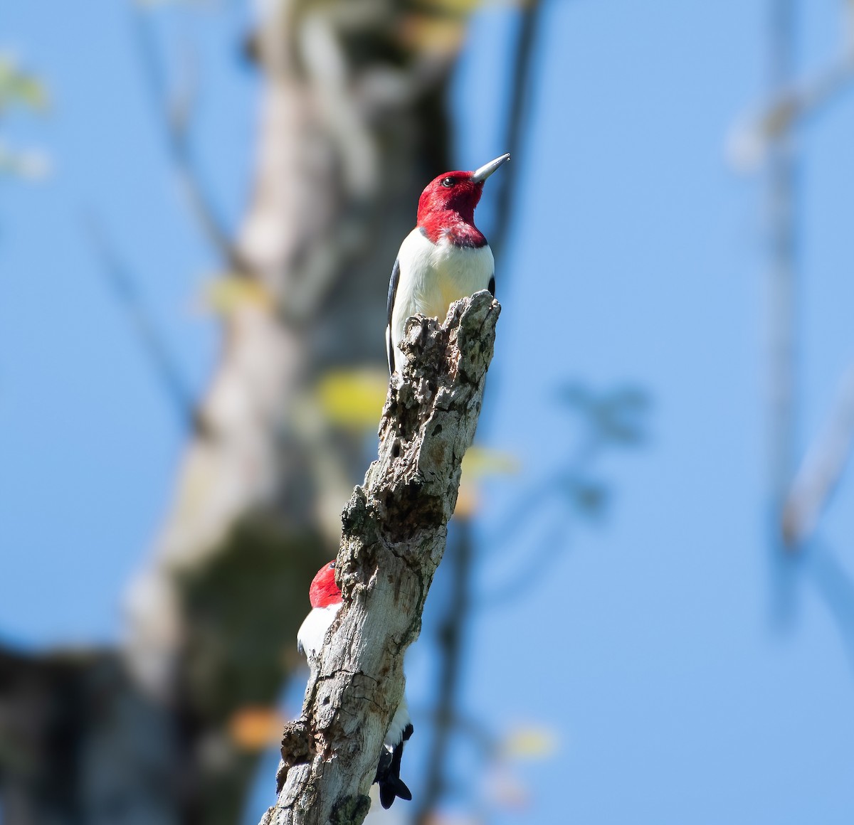 Red-headed Woodpecker - Bret Furgason