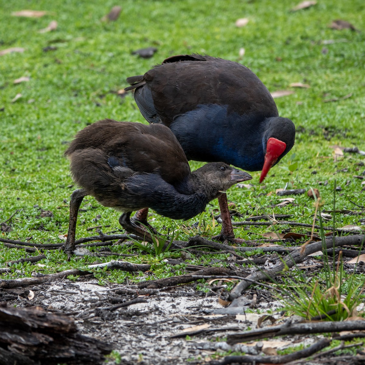 Australasian Swamphen - ML618878496