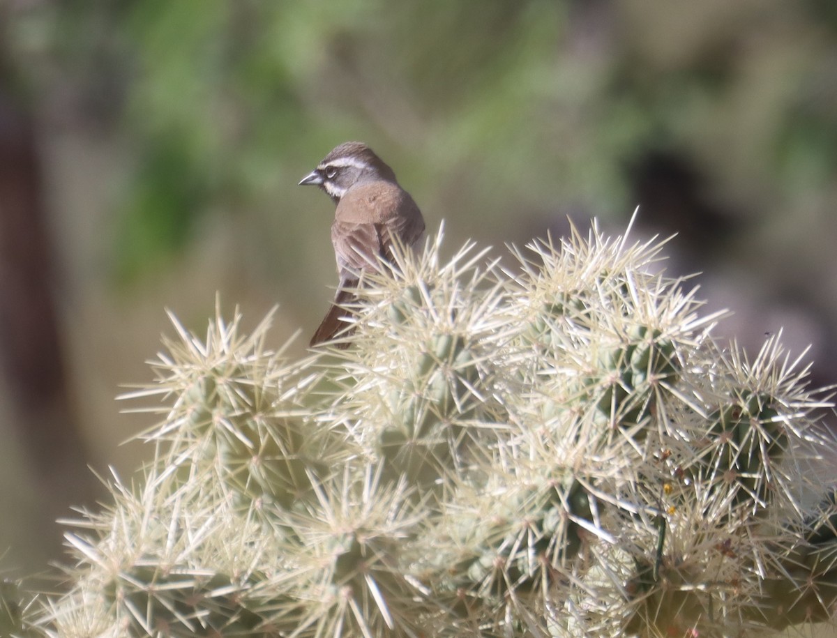 Black-throated Sparrow - Juli deGrummond