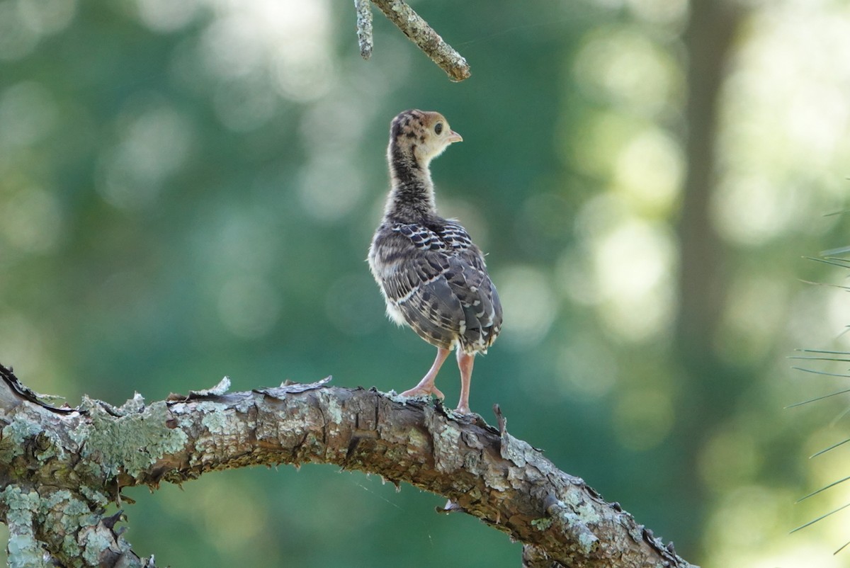 Wild Turkey - deborah grimes