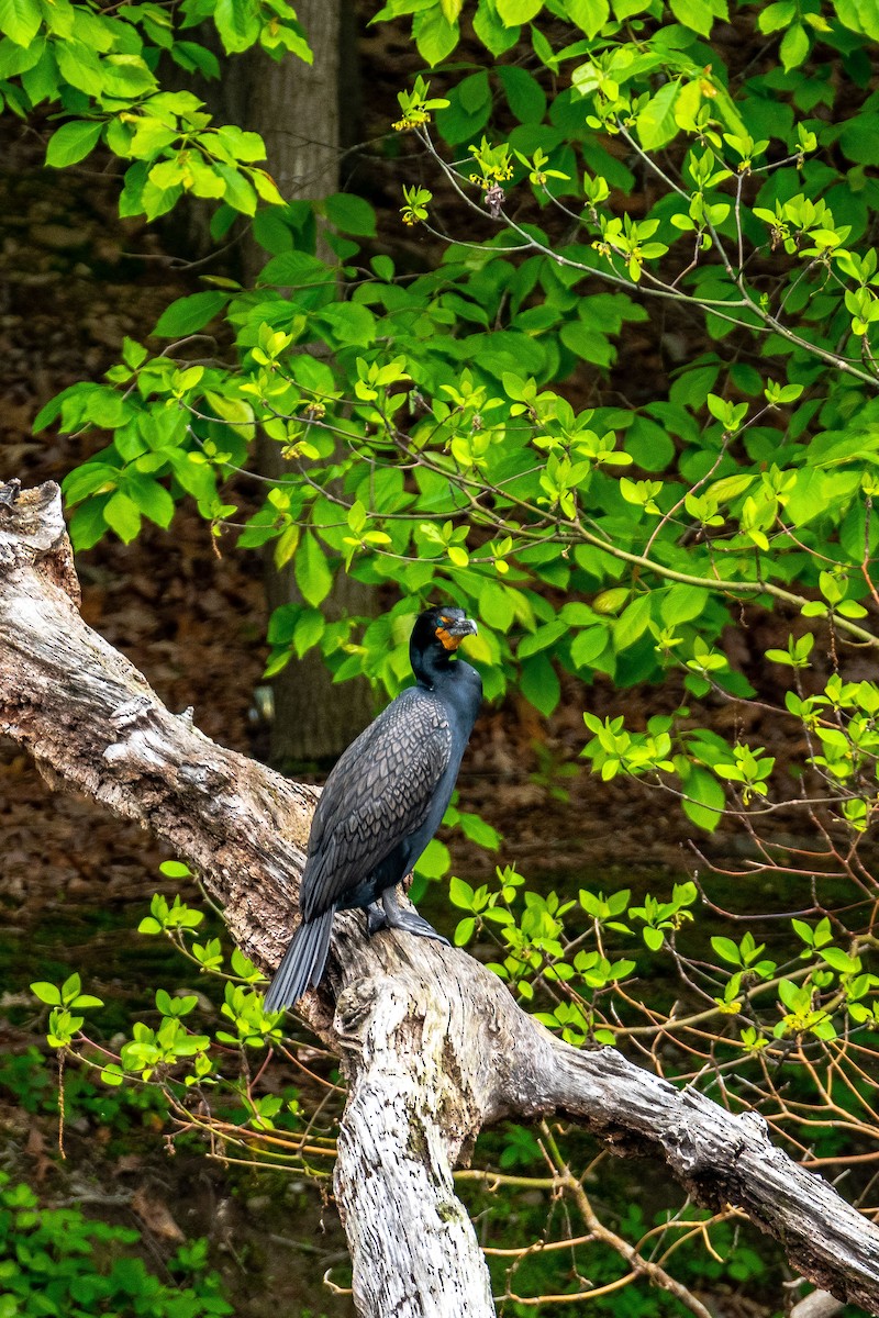 Double-crested Cormorant - Roger Katzenberg