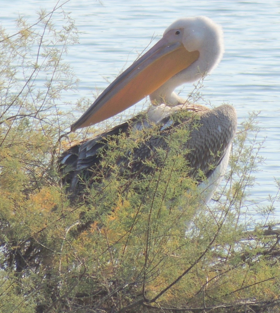 Great White Pelican - Mark Easterbrook