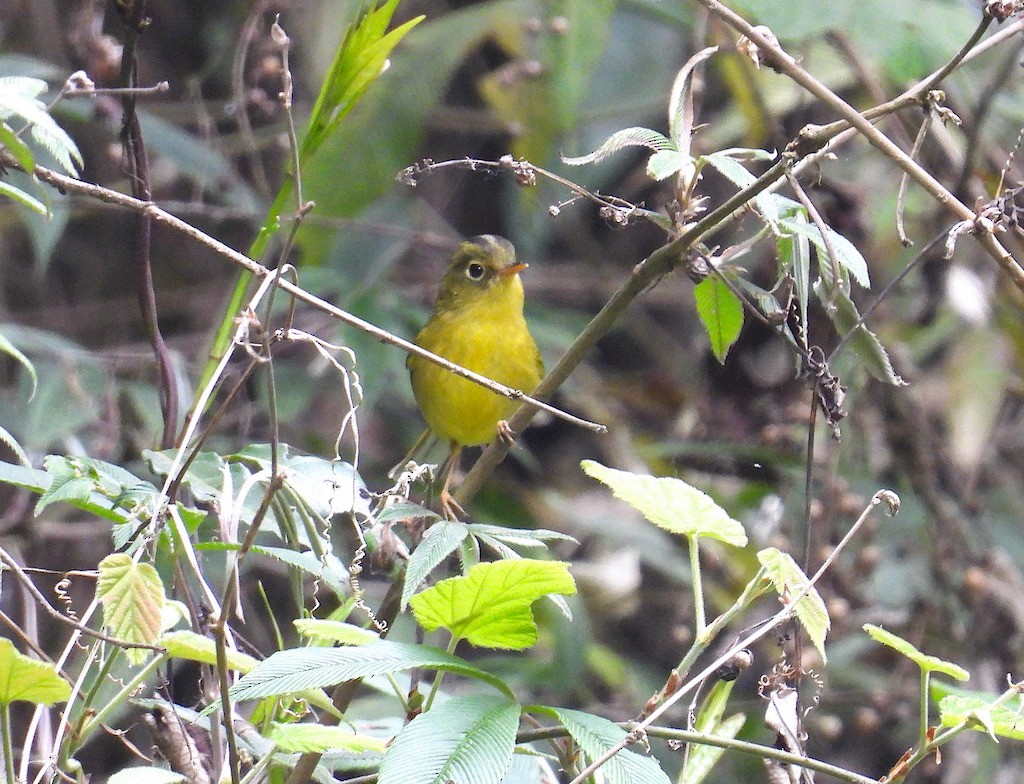 Whistler's Warbler - Aparajita Datta