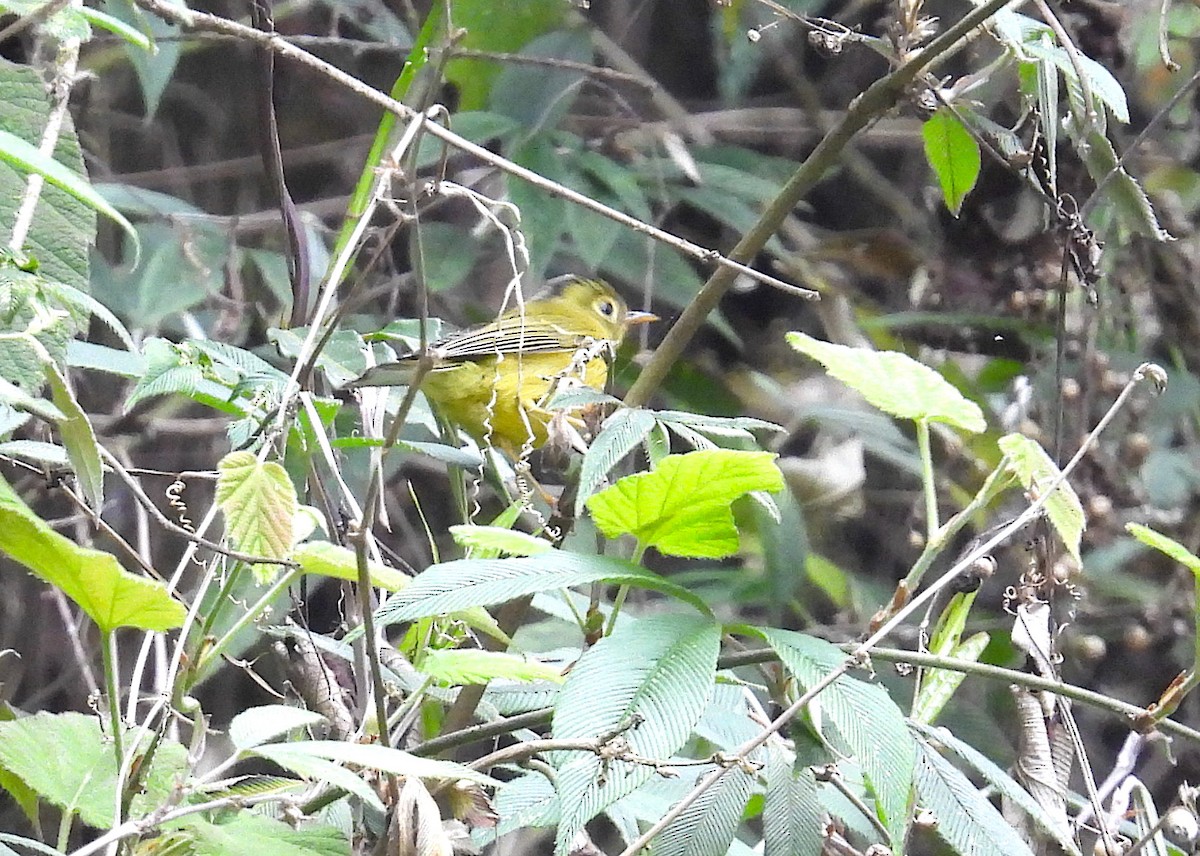 Whistler's Warbler - ML618878543