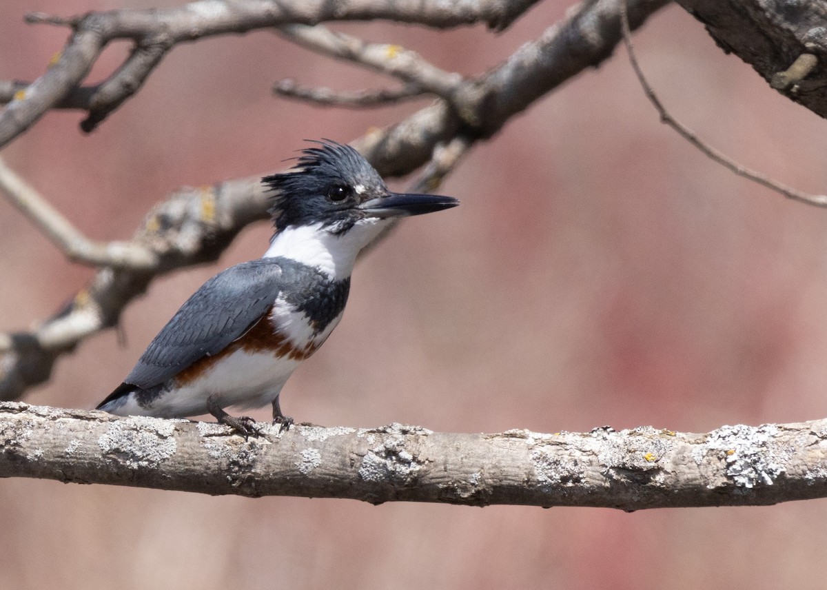 Belted Kingfisher - Hervé Daubard