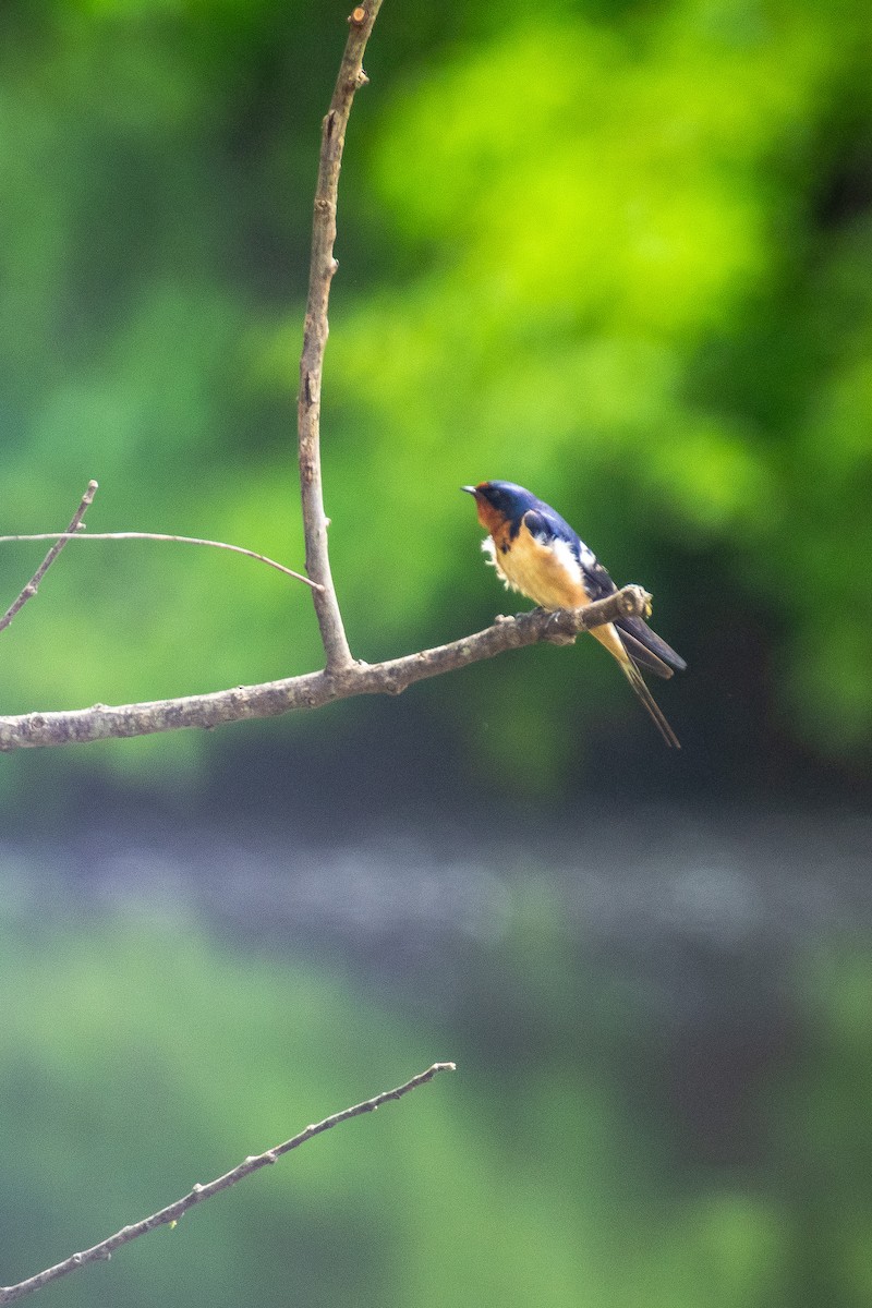 Barn Swallow - Roger Katzenberg