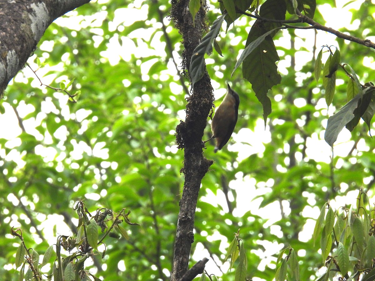 White-tailed Nuthatch - ML618878561