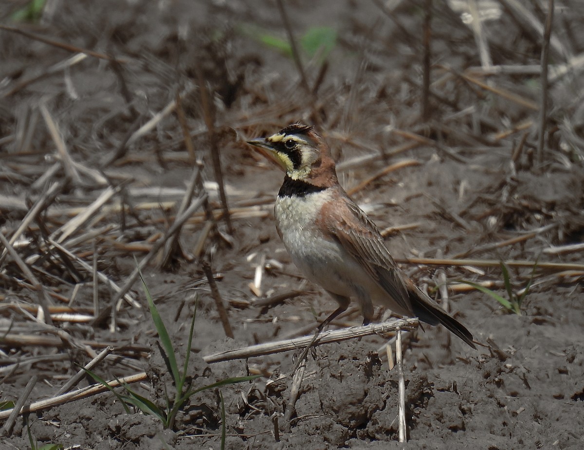 Horned Lark - Nathan Heath