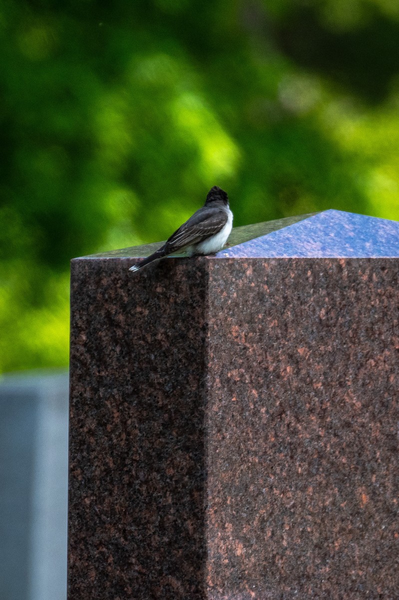 Eastern Kingbird - Roger Katzenberg