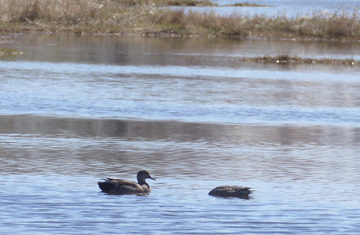 Gadwall - ML618878579